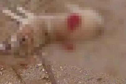 Antalya'da köpeği av tüfeğiyle öldüren şüpheli yakalandı