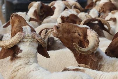 9 günlük Kurban Bayramı tatili için geri sayım