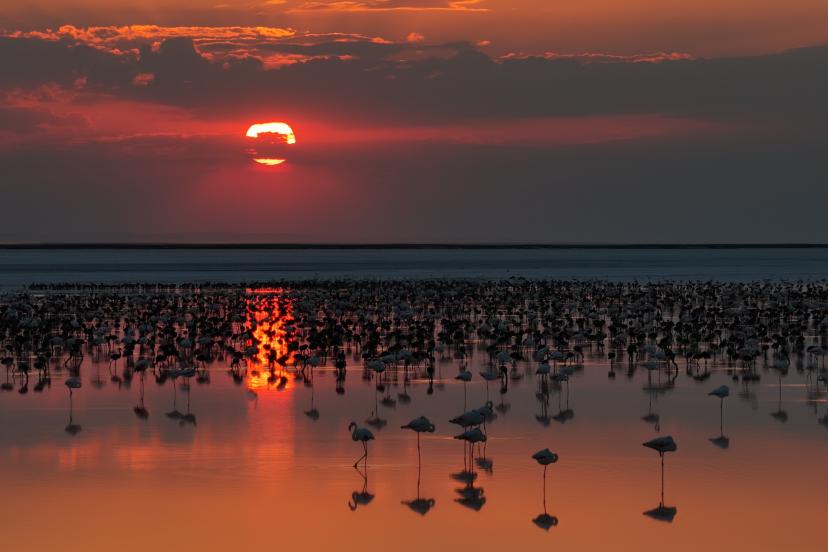 Tuz Gölü'nde son 5 yılın flamingo rekoru